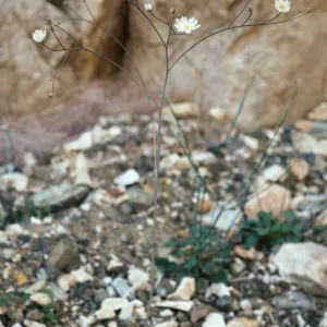 Atrichoseris platyphylla, Hunter Canyon, Saline Valley, Death Valley