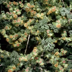 Artemisia spinescens, Opal Canyon, Saline Valley, Death Valley