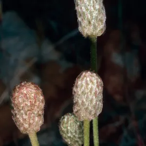 Anemone tuberosa, Keystone Canyon, New York Mountains, San Bernardino County