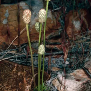 Anemone tuberosa, Keystone Canyon, New York Mountains, San Bernardino County