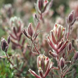 Cordylanthus maritimus, Carpinteria salt marsh, Santa Barbara County