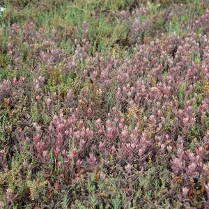 Cordylanthus maritimus w/Salicornia virginica, Carpinteria salt marsh, Santa Barbara County