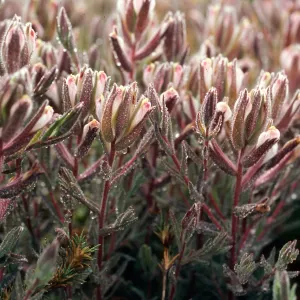 Cordylanthus maritimus, Carpinteria salt marsh, Santa Barbara County