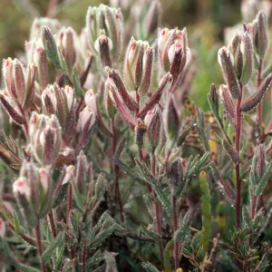 Cordylanthus maritimus, Carpinteria slough, Santa Barbara County