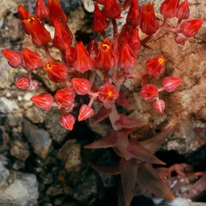 Dudleya cymosa, exhibited at U. C. Berkeley Botanic Garden, from Burro Mountain, Monterey County