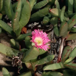 Carpobrotus auquilaterus, dunes at Ocean Park, surf.