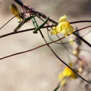 Antirrhinum filipes, Anza-Borrego State Park
