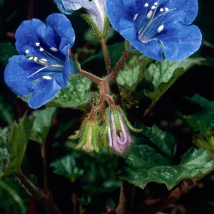 Phacelia campanularis, Santa Barbara Botanic Garden