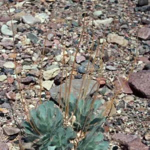 Arctomecon merriamii, Titus Canyon, 1 mile above Klare Spring, Death Valley