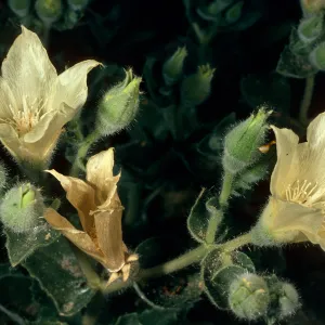 Eucnide urens, Cottonwood Canyon, Death Valley
