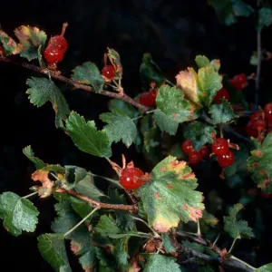 Ribes cereum, Mineral King, Sequoia National Park