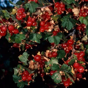 Ribes cereum, Mineral King, Sequoia National Park