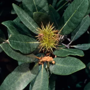 Chrysolepis sempervirens, Mineral King, Sequoia National Park