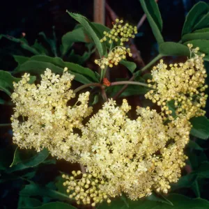 Sambucus microbotrys, Mineral King, Sequoia National Park