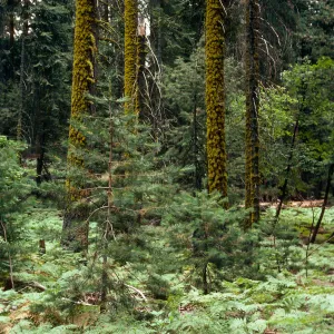 Sequoiadendron, Pteridium, Giant Forest, Sequoia National Forest