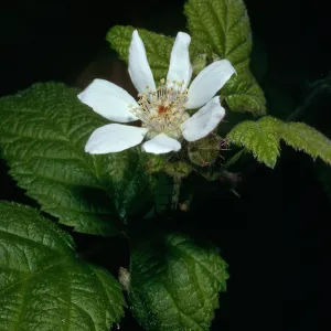 Rubus ursinus, Cold Spring Canyon, Santa Barbara County