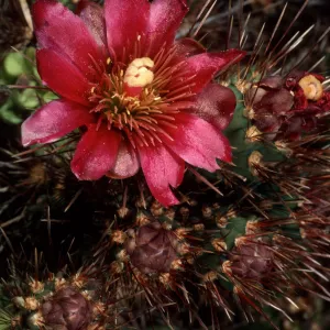 Opuntia prolifera, China Beach, San Clemente Island