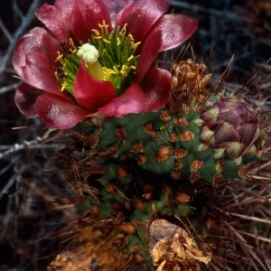 Opuntia prolifera, near Eel Cove, San Clemente Island