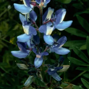 Lupinus guadalupensis, base of Eel Point grove, San Clemente Island