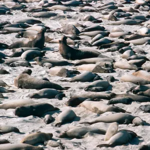 Elephant Seals, Point Bennett, San Miguel Island