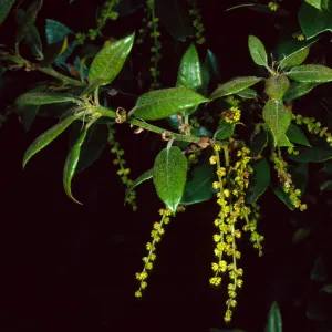 Quercus chrysolepis, West Camino Cielo, near Refugio Road, Santa Barbara County