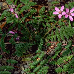 Erodium cicutarium, Santa Barbara Botanic Garden