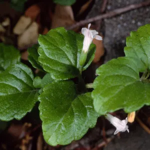 Satureja douglasii, Santa Barbara Botanic Garden