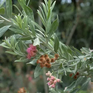Pluchea sericea, Desert Section, Santa Barbara Botanic Garden