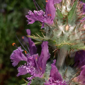 Salvia carduacea (Thistle Sage), Desert Section, Santa Barbara Botanic Garden