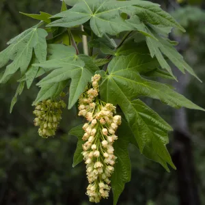 Acer macrophyllum, West fork, Cold Springs Trail, Santa Ynez Mountains
