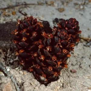 Boschniakia strobilacea, 4th canyon, East of Water Canyon, Santa Rosa Island