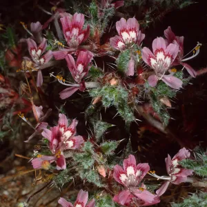 Loeseliastrum matthewsii, Red Rock Canyon State Park, Sierra Nevada