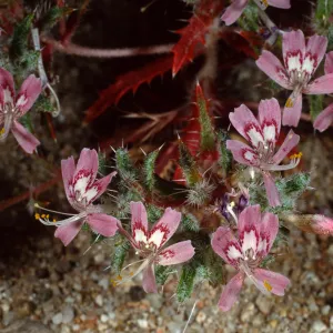 Loeseliastrum matthewsii, Red Rock Canyon State Park, Sierra Nevada