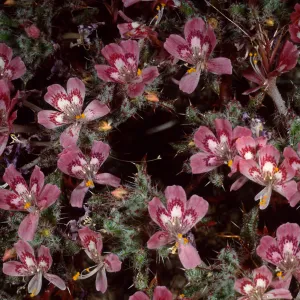 Loeseliastrum matthewsii, Red Rock Canyon State Park, Sierra Nevada