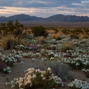 desert sunset, 15 miles East of 29 Palms
