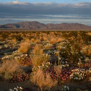 desert view, 15 miles East of 29 Palms