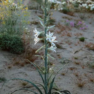 Hesperocallis undulata, 15 miles East of 29 Palms