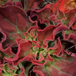Mesembryanthem crystallinum, head of North fork of Graveyard Canyon, Santa Barbara Island