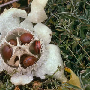 Marah fruit, Landing Cove, Santa Barbara Island