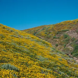 Lasthenia californica, Cliff Canyon, Catalina Island