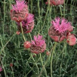 Monardella odoratissima, Wyman Canyon, White Mountains, upper Owens Valley