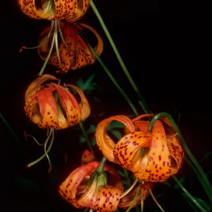 Lilium pardalinum below Lower Bear Camp, Sisquoc River