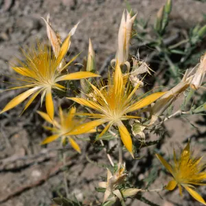 Mentzelia laevicaulis, Onion Valley Road, Owens Valley