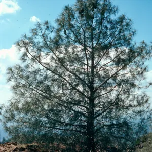 Pinus sabiniana, Figueroa Mountain Road, Los Padres National Forest