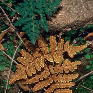 Pityrogramma triangularis (=Pentagramma T.), Rattlesnake Canyon, Santa Barbara County