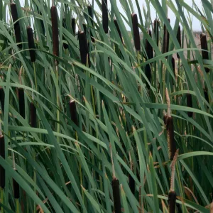 Typha latifolia, Pot Pond, San Clemente Island