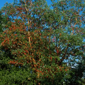 Arbutus menziesii, Reagan Ranch (Western White House), Refugio Canyon, Santa Barbara County