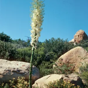 Yucca whipplei, West Camino Cielo, Santa Barbara County