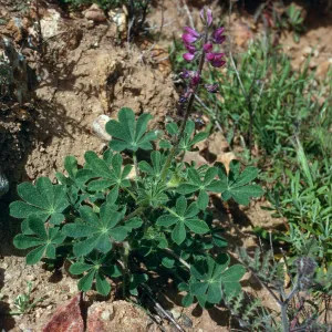 Lupinus hirsutissimus, S-facing bluffs, West of Laguna Canyon, Santa Cruz Island