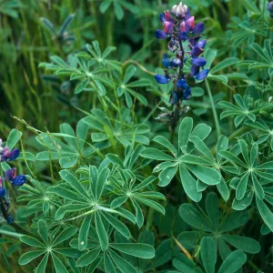Lupinus succulentus, Sauces Canyon, Santa Cruz Island